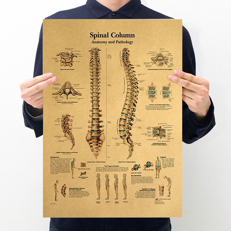 Hot Posters Human Body Illustration Detailed Explanation Of Spine Structure Retro Kraft Paper Poster Home Decor Bar Wall Sticker